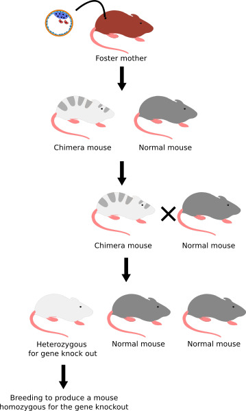 Knockout Mouse Breeding Scheme